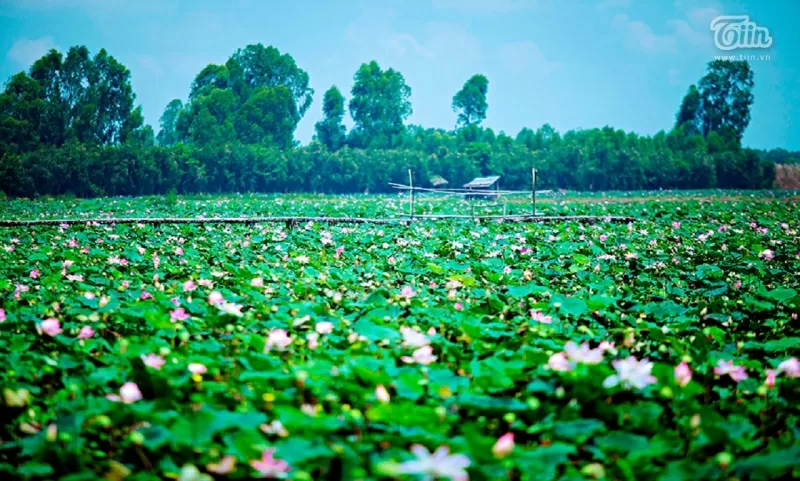 Top 6 địa điểm chụp ảnh đẹp như mơ ở Cần Thơ mà bạn không nên bỏ qua