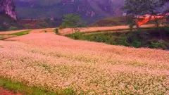 Top 6 cánh đồng hoa tuyệt đẹp ở mà bạn nên đi khi tới Việt Nam