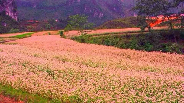 Top 6 cánh đồng hoa tuyệt đẹp ở mà bạn nên đi khi tới Việt Nam