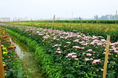 Top 6 ngôi làng trồng hoa đẹp và nổi tiếng nhất ở Việt Nam