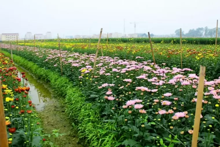 Top 6 ngôi làng trồng hoa đẹp và nổi tiếng nhất ở Việt Nam