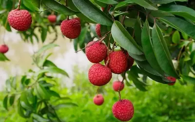 Top 7 thực phẩm nên hạn chế ăn vào mùa hè nắng nóng