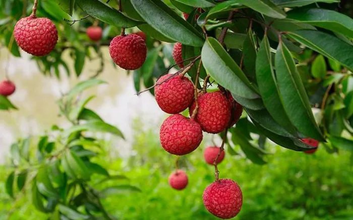 Top 7 thực phẩm nên hạn chế ăn vào mùa hè nắng nóng