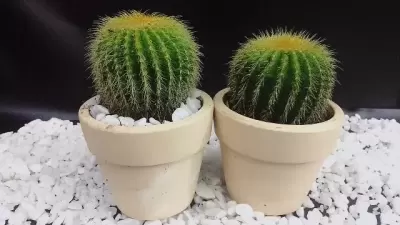 Top 5 cây phong thủy hợp với mạng mang lại may mắn và tài lộc cho người tuổi Quý Sửu