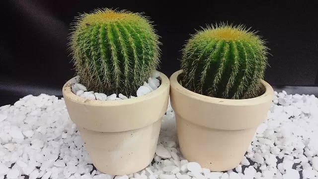 Top 5 cây phong thủy hợp với mạng mang lại may mắn và tài lộc cho người tuổi Quý Sửu