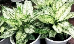 Top 5 cây phong thủy mang lại may mắn và tài lộc cho người tuổi ất sửu khi trồng trong nhà