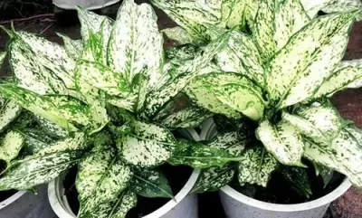 Top 5 cây phong thủy mang lại may mắn và tài lộc cho người tuổi ất sửu khi trồng trong nhà