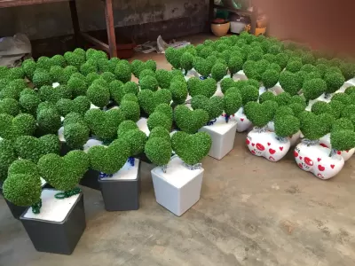 Top 5 cây phong thủy tăng may mắn và tài lộc cho người tuổi Giáp Ngọ