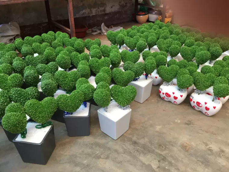 Top 5 cây phong thủy tăng may mắn và tài lộc cho người tuổi Giáp Ngọ