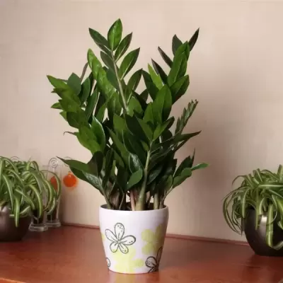 Top 5 cây phong thủy tăng may mắn và tài lộc cho người tuổi Nhâm Dần