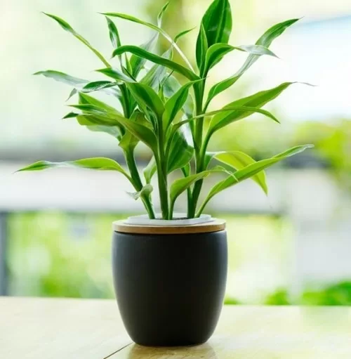 Top 5 cách tăng may mắn trong phong thủy mà bạn nên biết để dùng