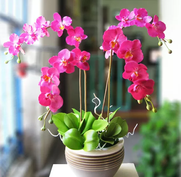 Top 5 cây hợp mệnh với người tuồi Đinh sửu mang lại may mắn và tài lộc