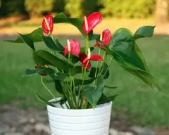 Top 5 cây phong thủy tăng may mắn và tài lộc cho người tuổi Mậu Ngọ