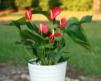 Top 5 cây phong thủy tăng may mắn và tài lộc cho người tuổi Mậu Ngọ
