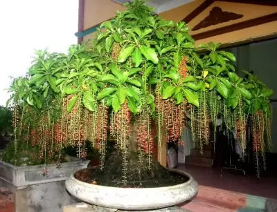 Top 5 cây phong thủy tăng may mắn và tài lộc cho người tuổi Nhâm Ngọ