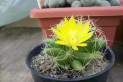 Top 5 cây phong thủy hợp mệnh mang lại tài lộc và may mắn cho người tuổi Canh Dần
