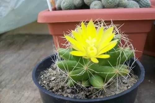 Top 5 cây phong thủy hợp mệnh mang lại tài lộc và may mắn cho người tuổi Canh Dần