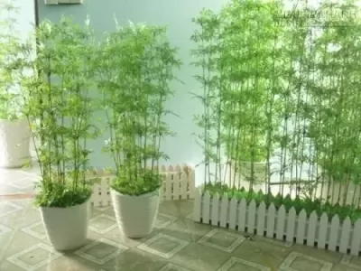 Top 5 cây phong thủy người mậu tý nên trồng trong nhà để phát tài và phát lộc