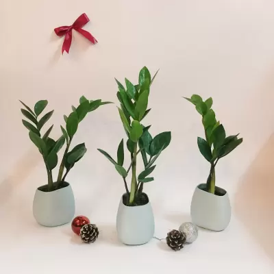 Top 5 cây phong thủy tăng may mắn và tài lộc cho người tuổi Bính Dần