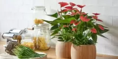 Top 5 cây phong thủy tăng may mắn và tài lộc cho người tuổi Ất Tỵ