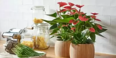 Top 5 cây phong thủy tăng may mắn và tài lộc cho người tuổi Bính Thìn