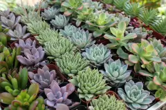 Top 5 cây phong thủy tăng may mắn và tài lộc cho người tuổi Tân Tỵ
