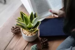 Top 5 cây phong thủy tăng may mắn và tài lộc cho người tuổi Quý Tỵ