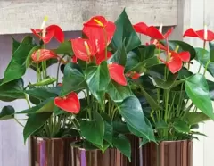 Top 5 cây phong thủy tăng may mắn và tài lộc cho người tuổi Đinh Tỵ