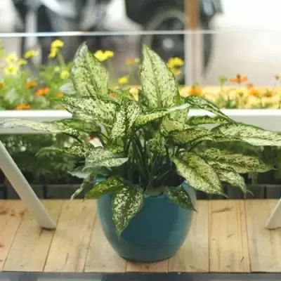 Top 5 cây phong thủy tăng may mắn và tài lộc cho người tuổi Giáp Tý