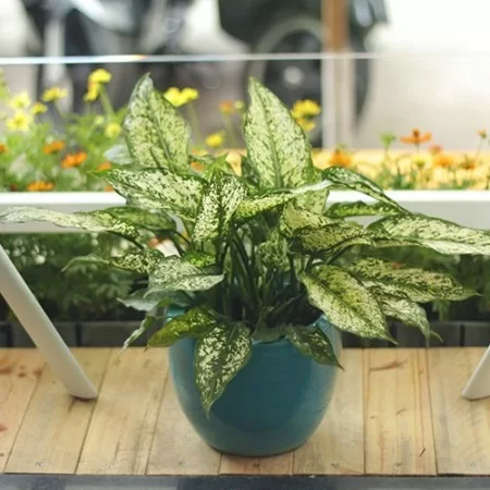 Top 5 cây phong thủy tăng may mắn và tài lộc cho người tuổi Giáp Tý
