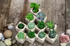 Top 5 cây phong thủy tăng may mắn và tài lộc cho người tuổi Ất Mùi