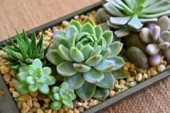 Top 5 cây phong thủy tăng may mắn và tài lộc cho người tuổi Canh Thìn
