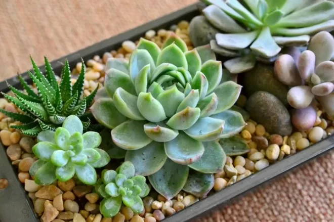 Top 5 cây phong thủy tăng may mắn và tài lộc cho người tuổi Canh Thìn
