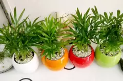 Top 5 cây phong thủy tăng may mắn và tài lộc cho người tuổi Quý Mão