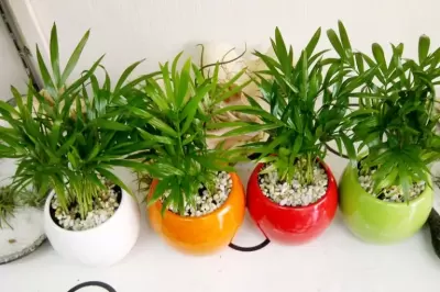 Top 5 cây phong thủy tăng may mắn và tài lộc cho người tuổi Quý Mão
