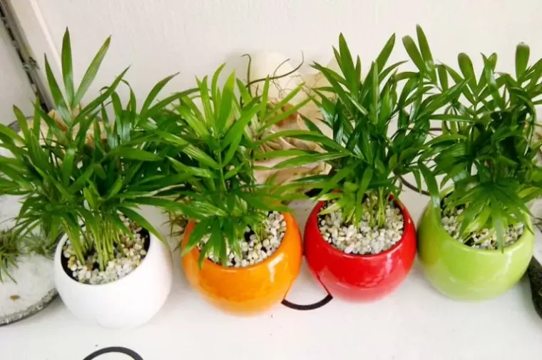 Top 5 cây phong thủy tăng may mắn và tài lộc cho người tuổi Quý Mão