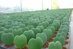 Top 5 cây phong thủy tăng may mắn và tài lộc cho người tuổi Kỷ Tỵ