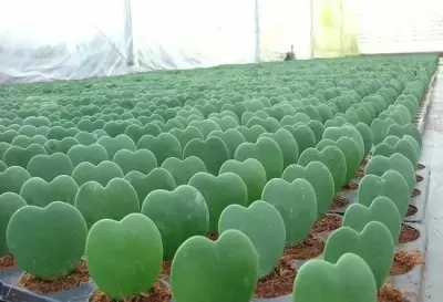 Top 5 cây phong thủy tăng may mắn và tài lộc cho người tuổi Kỷ Tỵ