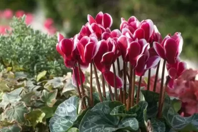 Top 5 cây phong thủy tăng may mắn và tài lộc cho người tuổi Kỷ Mão