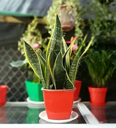 Top 5 cây phong thủy tăng may mắn và tài lộc cho người tuổi Ất Mão