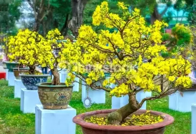 Top 5 cây phong thủy tăng may mắn và tài lộc cho người tuổi Mậu Thìn