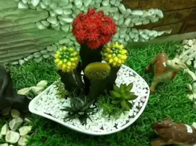 Top 5 cây phong thủy tăng may mắn và tài lộc cho người tuổi Tân Mão