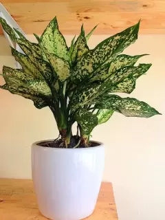 Top 5 cây phong thủy tăng may mắn và tài lộc cho người tuổi Quý Mùi