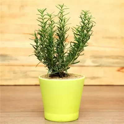 Top 5 cây phong thủy tăng may mắn và tài lộc cho người tuổi Ất Dậu