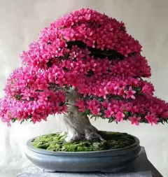Top 5 cây phong thủy tăng may mắn và tài lộc cho người tuổi Kỷ Dậu