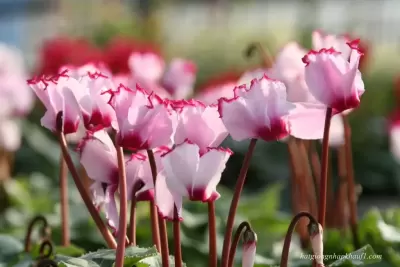 Top 5 cây phong thủy tăng may mắn và tài lộc cho người tuổi Canh Tý