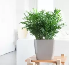 Top 5 cây phong thủy tăng may mắn và tài lộc cho người tuổi Kỷ Hợi