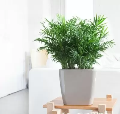 Top 5 cây phong thủy tăng may mắn và tài lộc cho người tuổi Kỷ Hợi