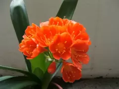 Top 5 cây phong thủy tăng may mắn và tài lộc cho người tuổi Ất Hợi