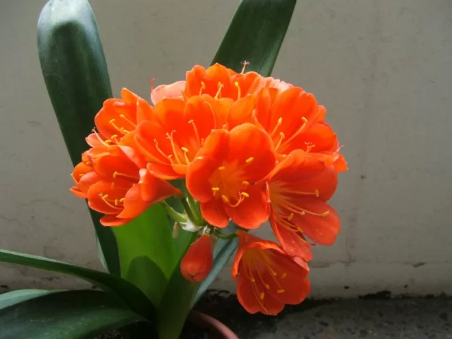 Top 5 cây phong thủy tăng may mắn và tài lộc cho người tuổi Ất Hợi